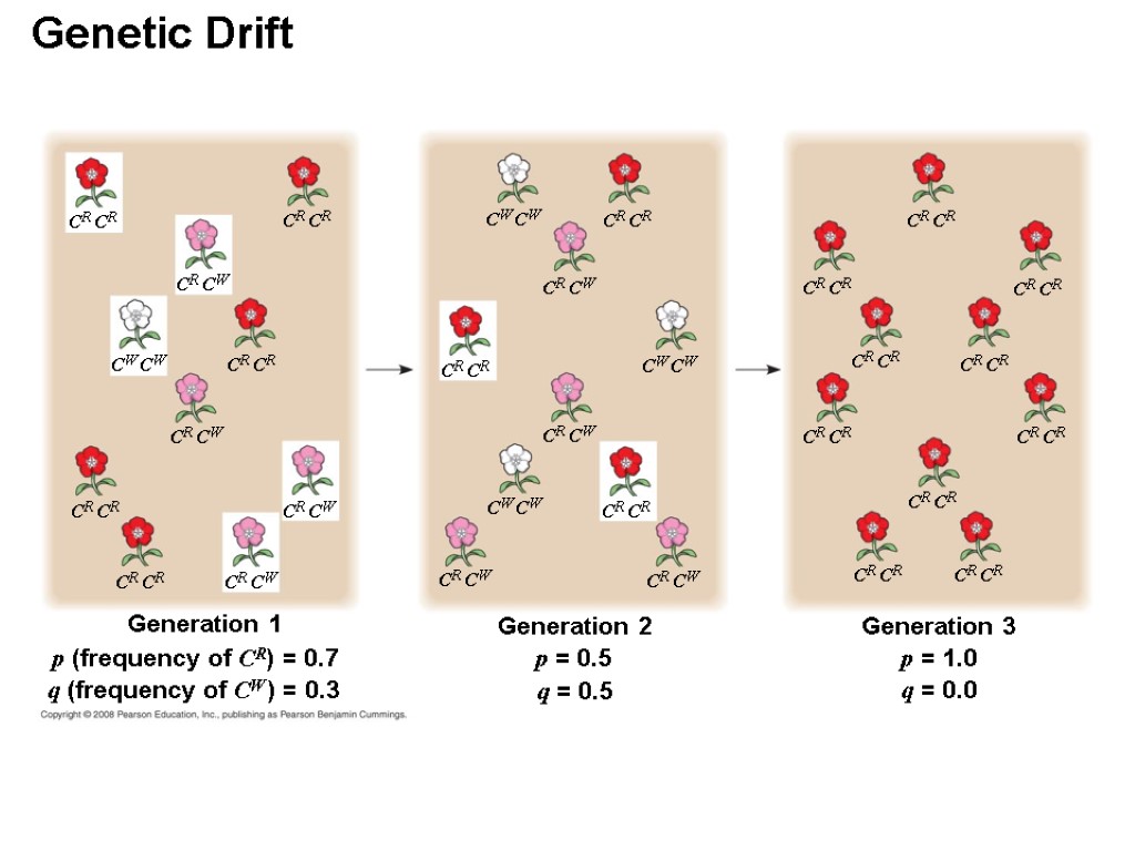 Genetic Drift Generation 1 CW CW CR CR CR CW CR CR CR CR